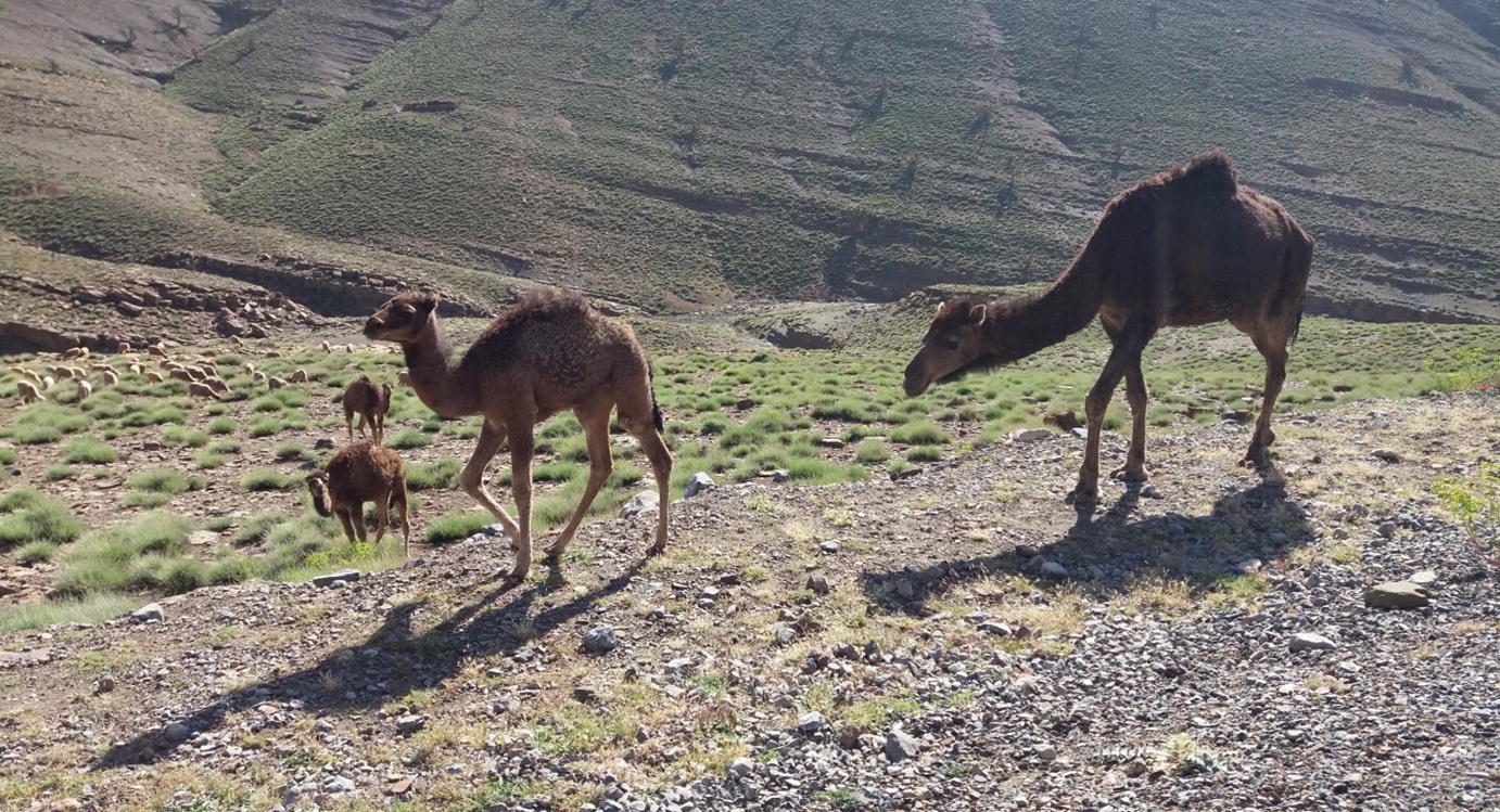 Ethnoveterinary Practices In The Maghreb Springerlink
