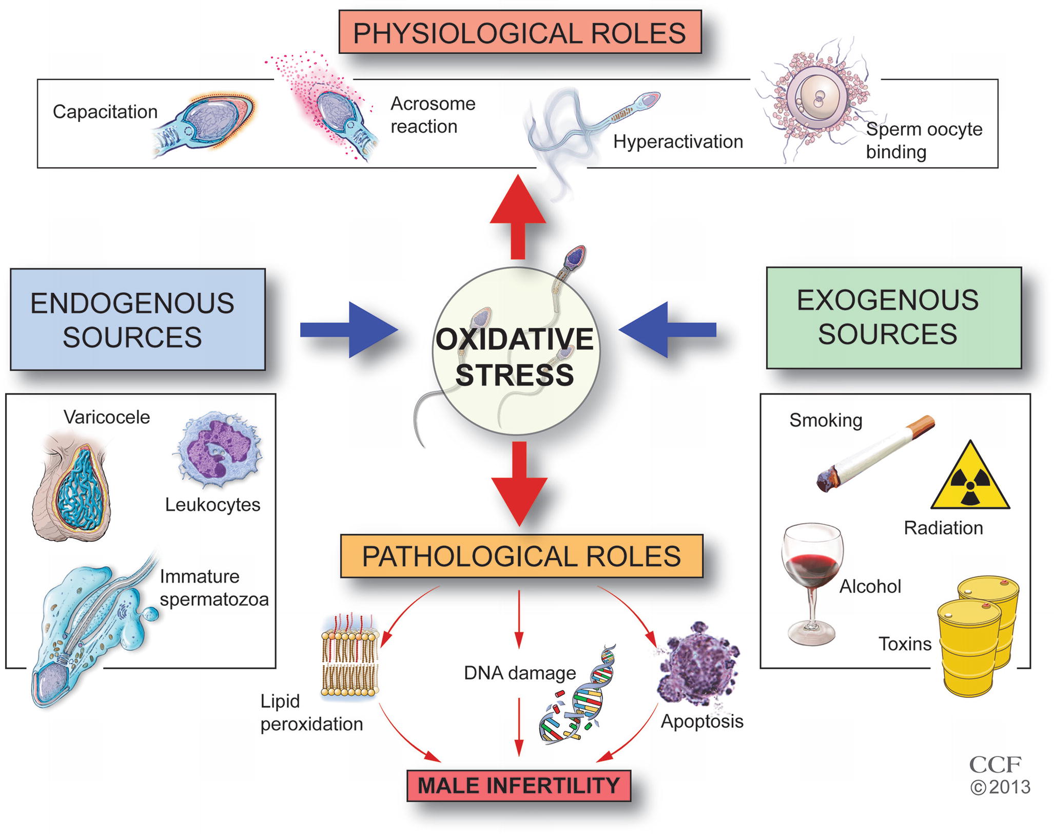Oxidative Stress Measurement in Semen and Seminal Plasma ...