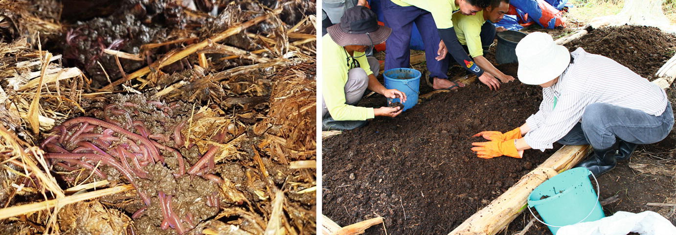 Rice Straw Based Composting Springerlink