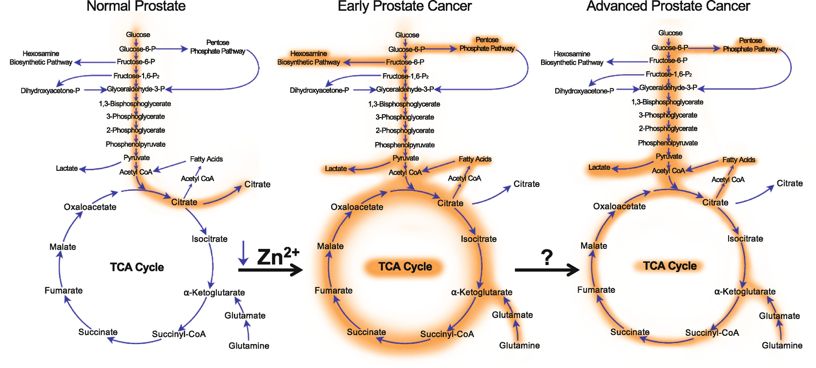 Prostate Cancer Energetics And Biosynthesis Springerlink