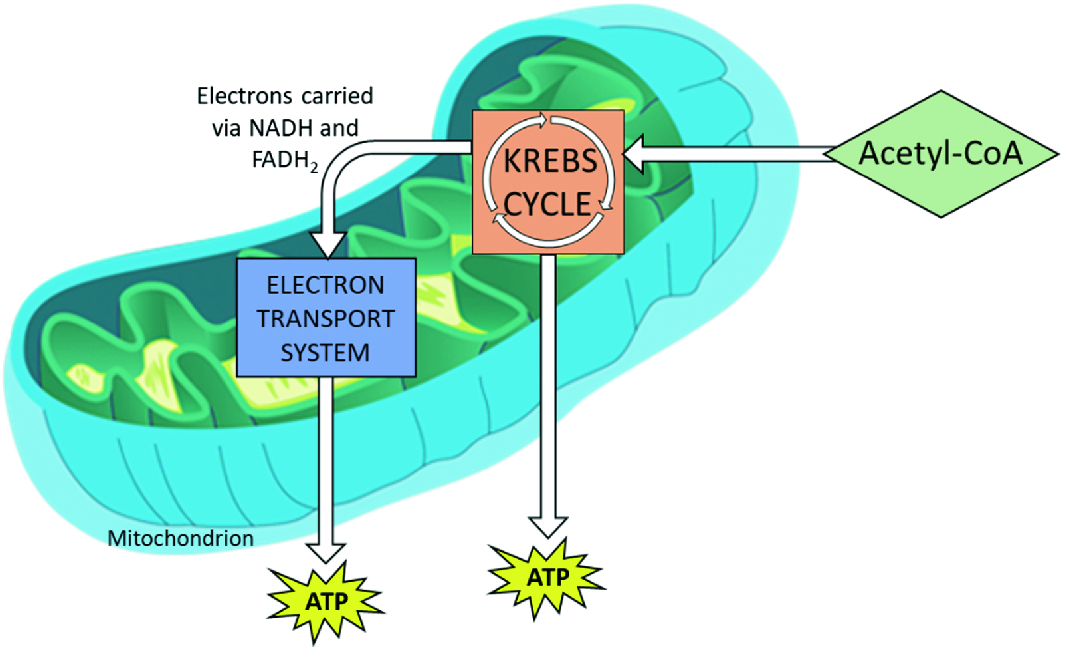 Toxic Effects Of Metal Nanoparticles In Marine Invertebrates Springerlink