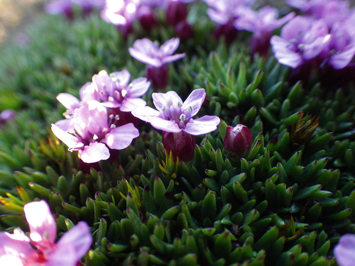 Arctic Plants In Svalbard Springerlink