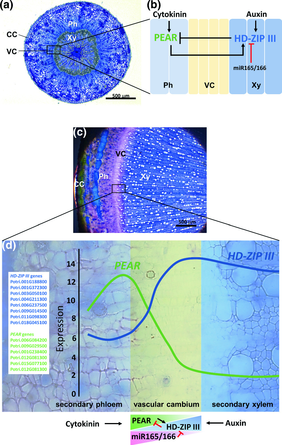 Microrna Mediated Regulation Of Plant Vascular Development And Secondary Growth Springerlink