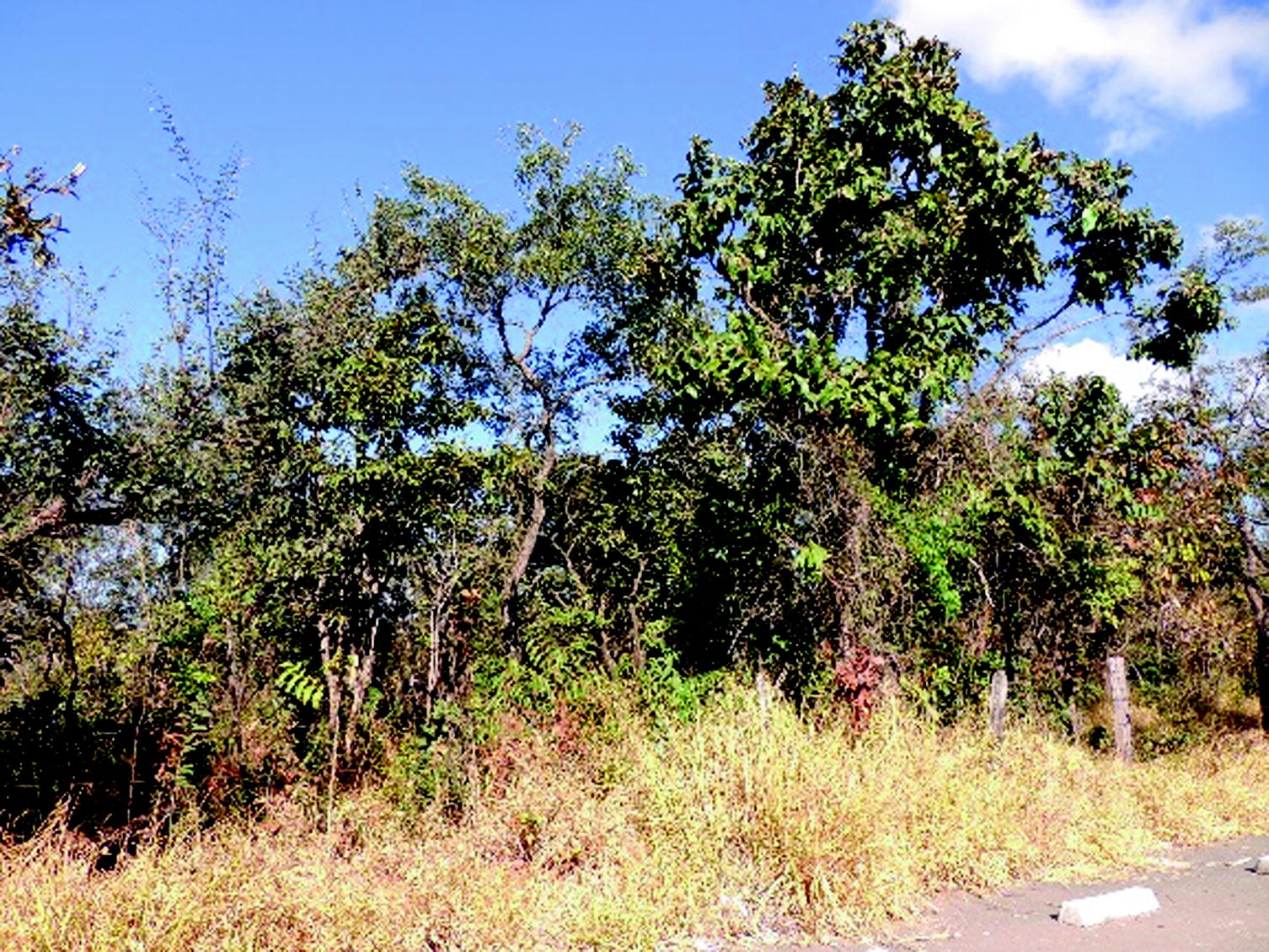 The Vegetation Of Lagoa Santa Karst Springerlink