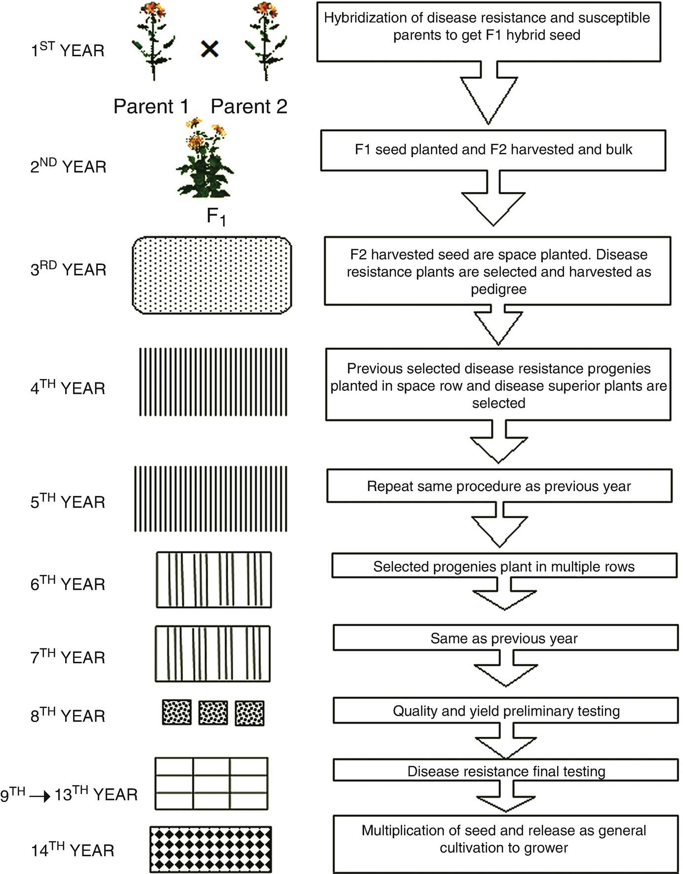 Conventional Plant Breeding Program For Disease Resistance