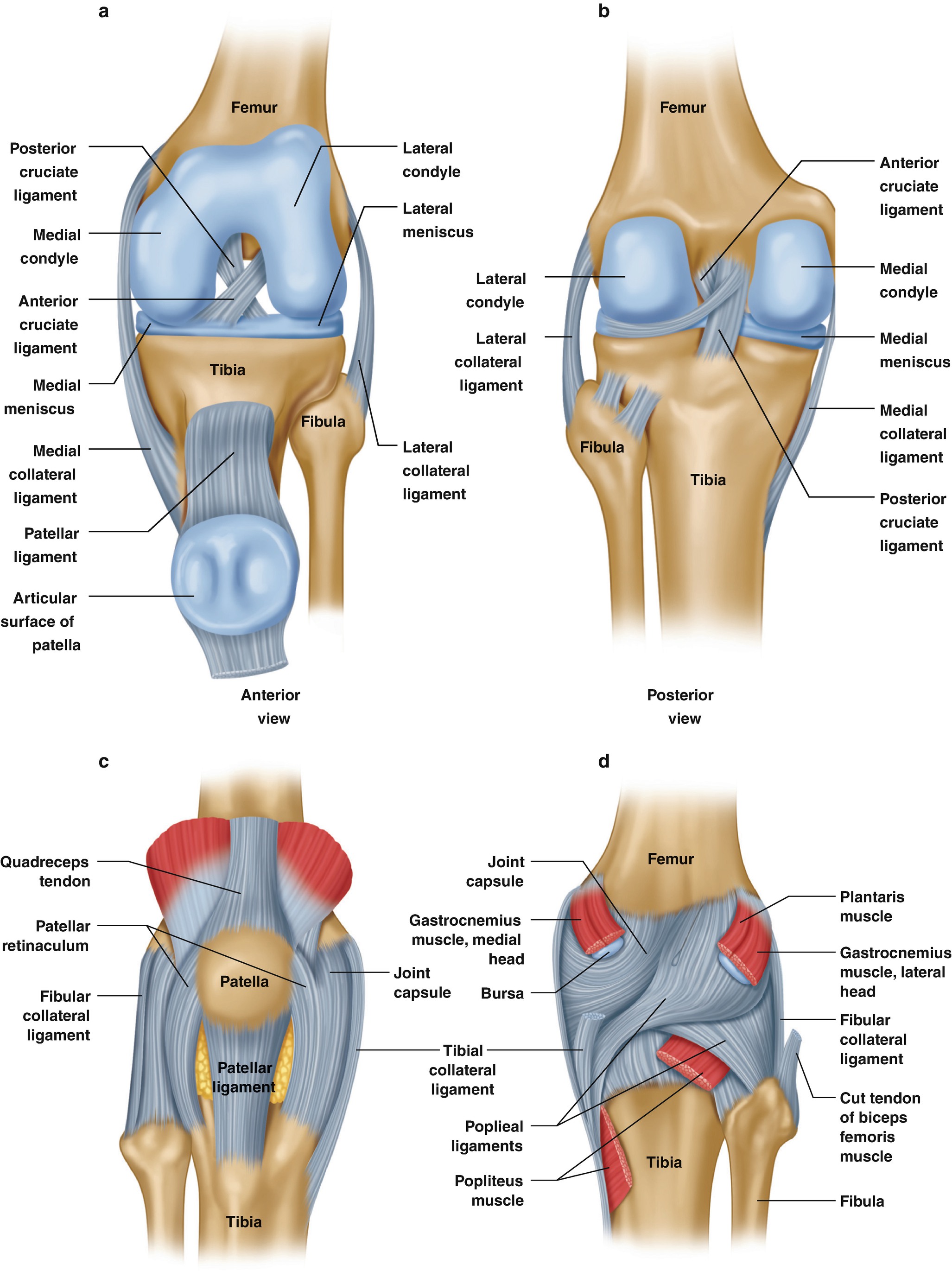 unguent articular flexin)