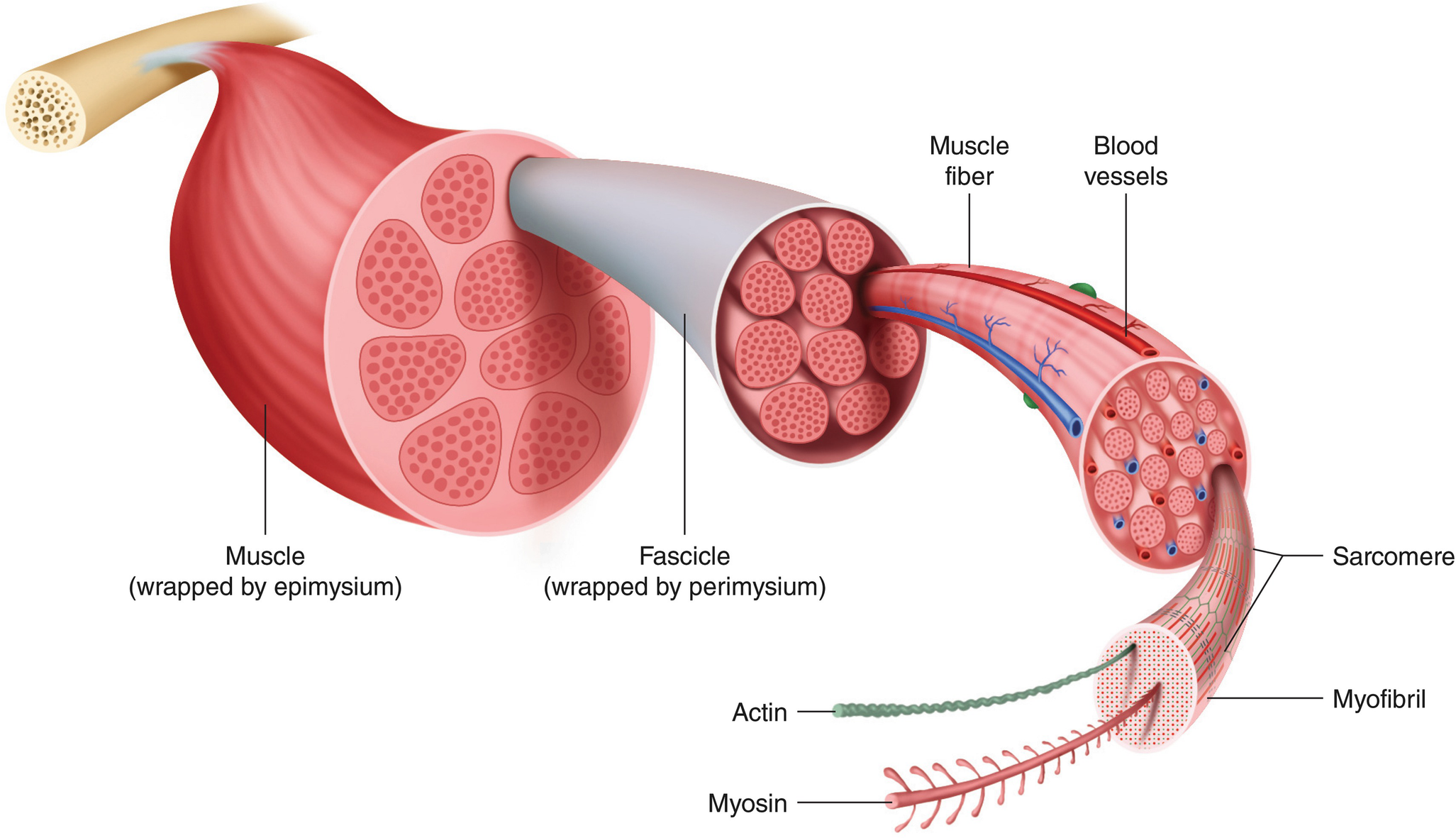 Anatomy And Physiology Springerlink