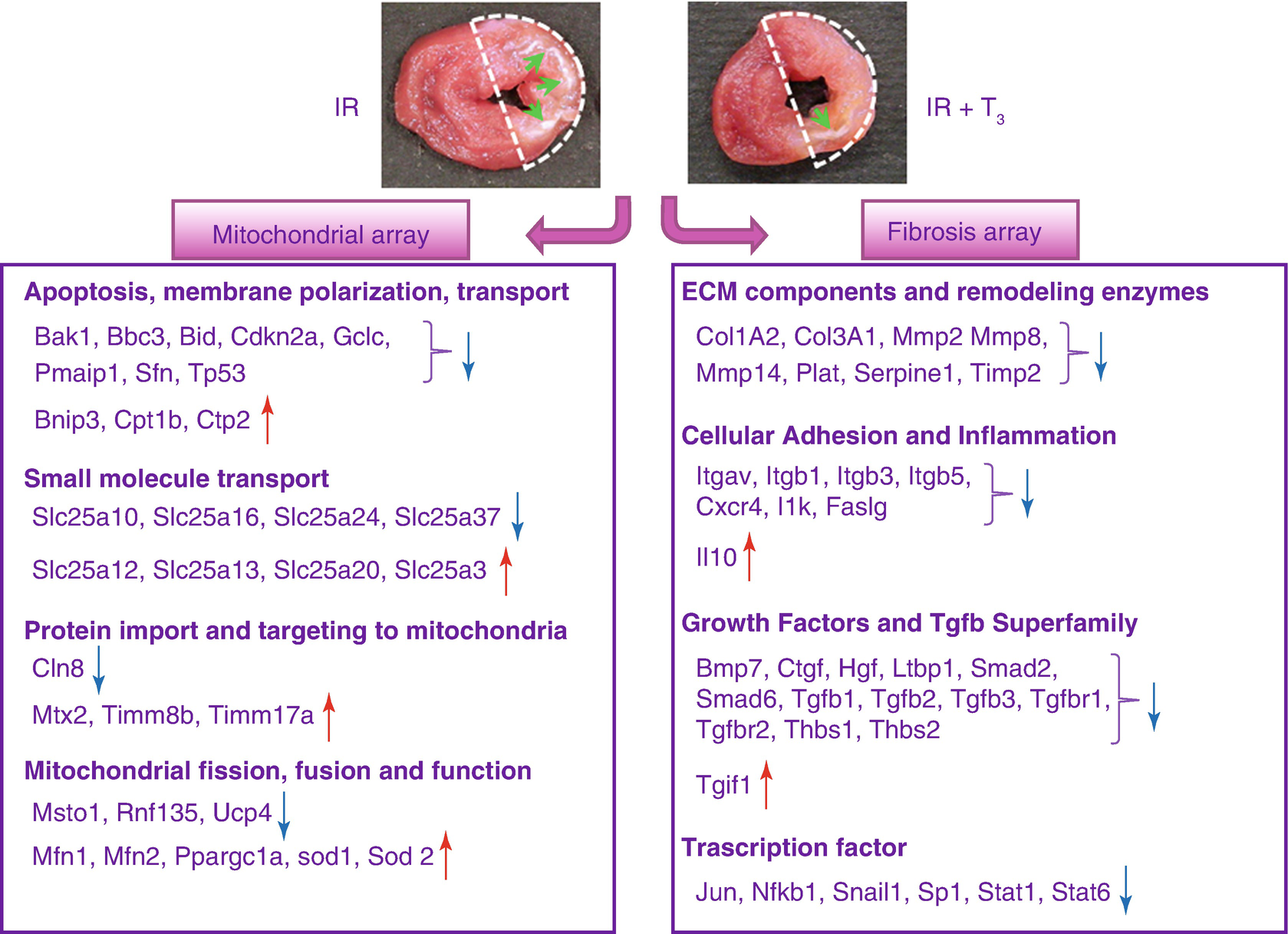 Th Metabolism In Ischemia Reperfusion Models Springerlink