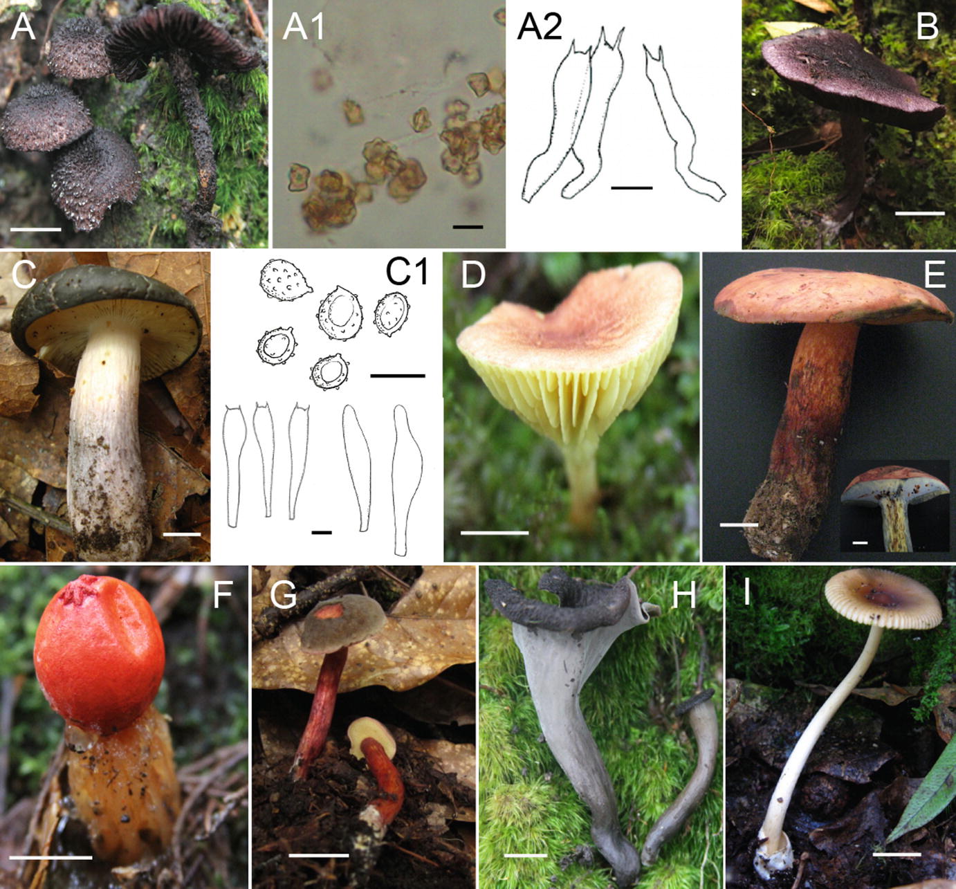 A Checklist Of Ectomycorrhizal Mushrooms Associated With Quercus Humboldtii In Colombia Springerlink