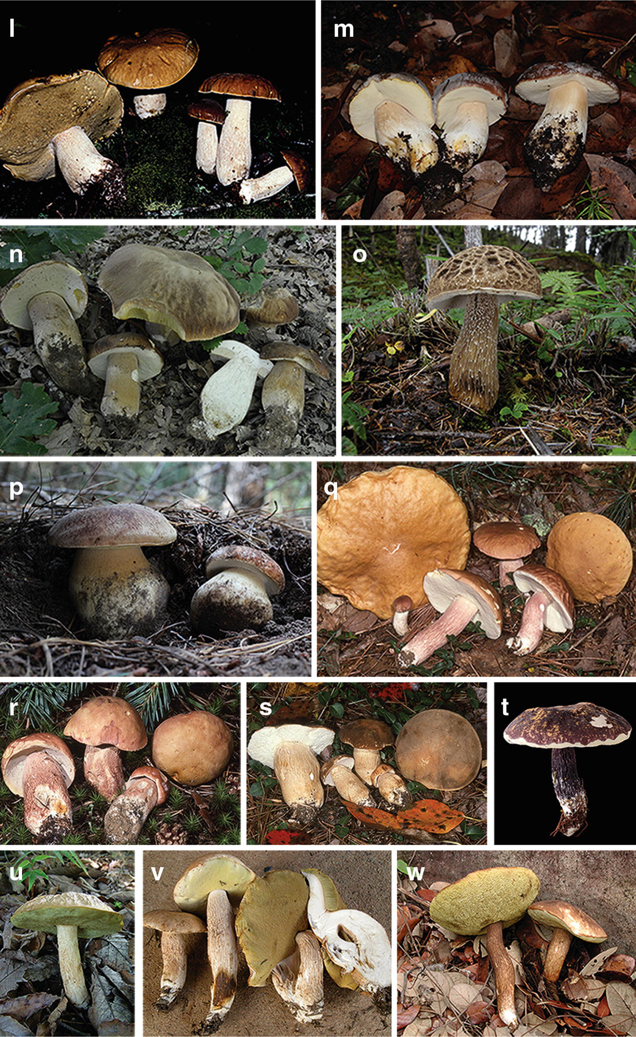 Diversity Biogeographic Distribution Ecology And Ectomycorrhizal Relationships Of The Edible Porcini Mushrooms Boletus S Str Boletaceae Worldwide State Of The Art And An Annotated Checklist Springerlink