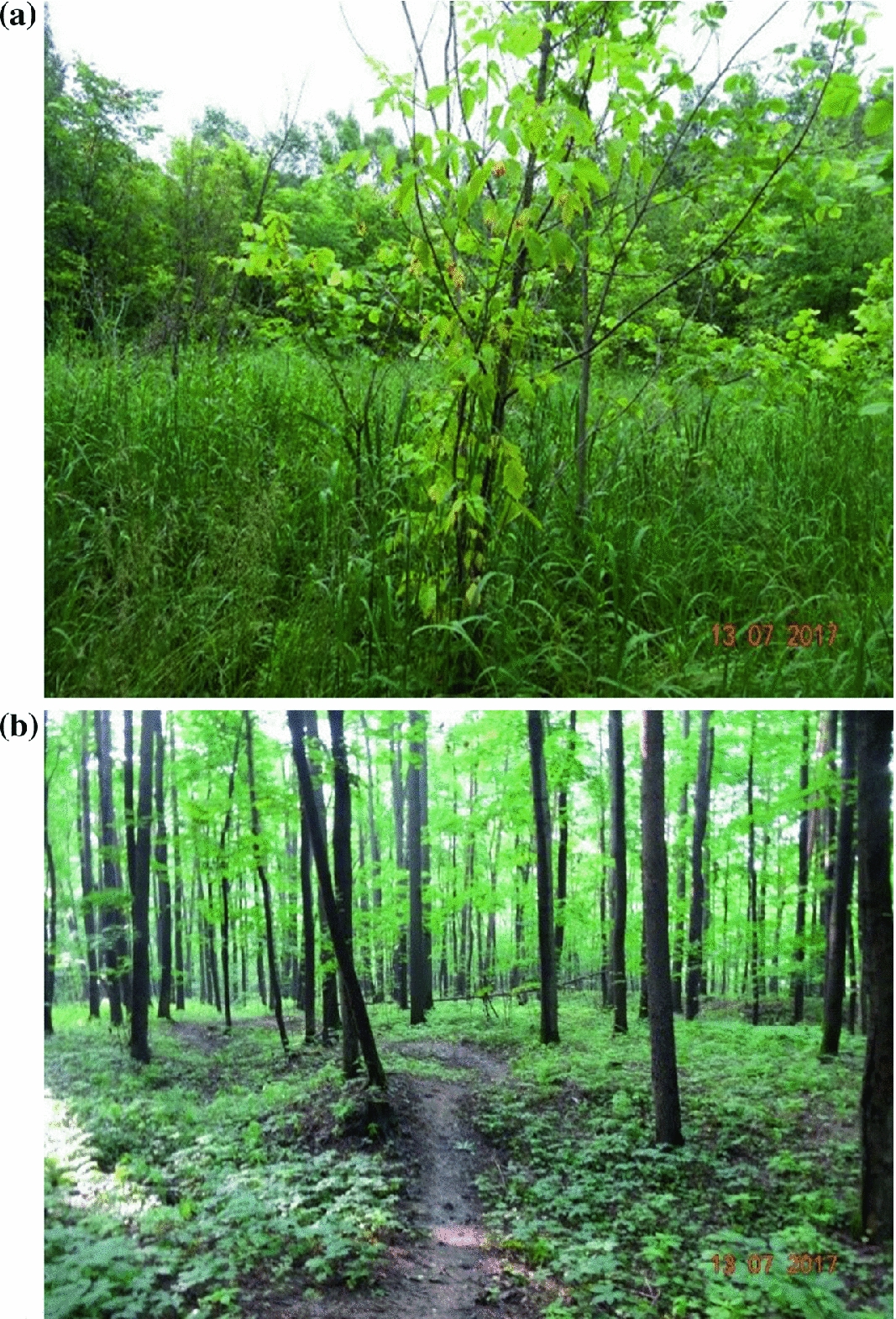 Urban Wildland Forests Waters And Wetlands Springerlink