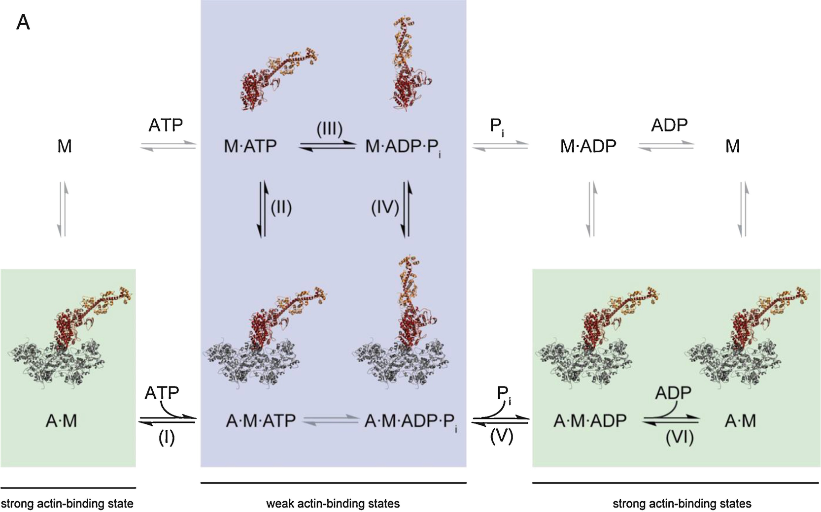How Myosin 5 Walks Deduced From Single Molecule Biophysical Approaches Springerlink How Myosin 5 Walks Deduced From Single Molecule Biophysical Approaches Springerlink