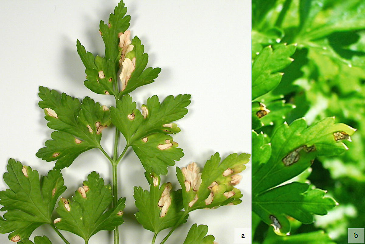 Petroselinum Crispum Mill Nyman Parsley Springerlink Petroselinum Crispum Mill Nyman Parsley Springerlink