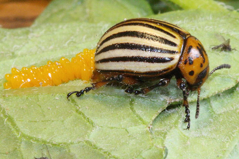 What Is The Beetle S Actual Distance Beneath The Surface Learn Lif Co Id
