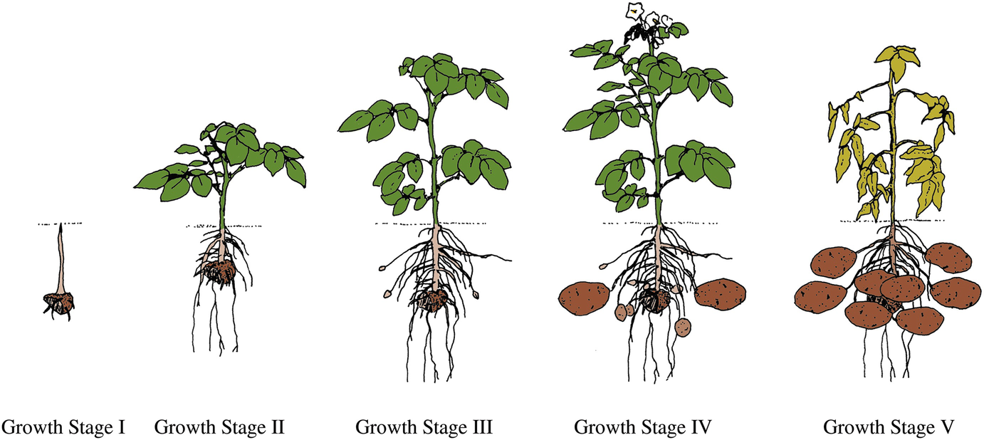 Potato Growth And Development Springerlink