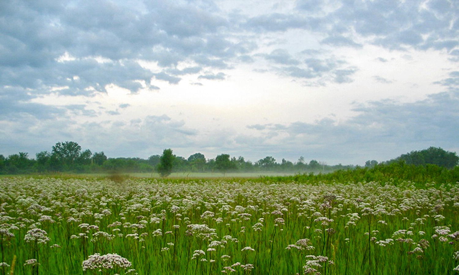 The Anthropocene Conservation In A Human Dominated Nature Springerlink
