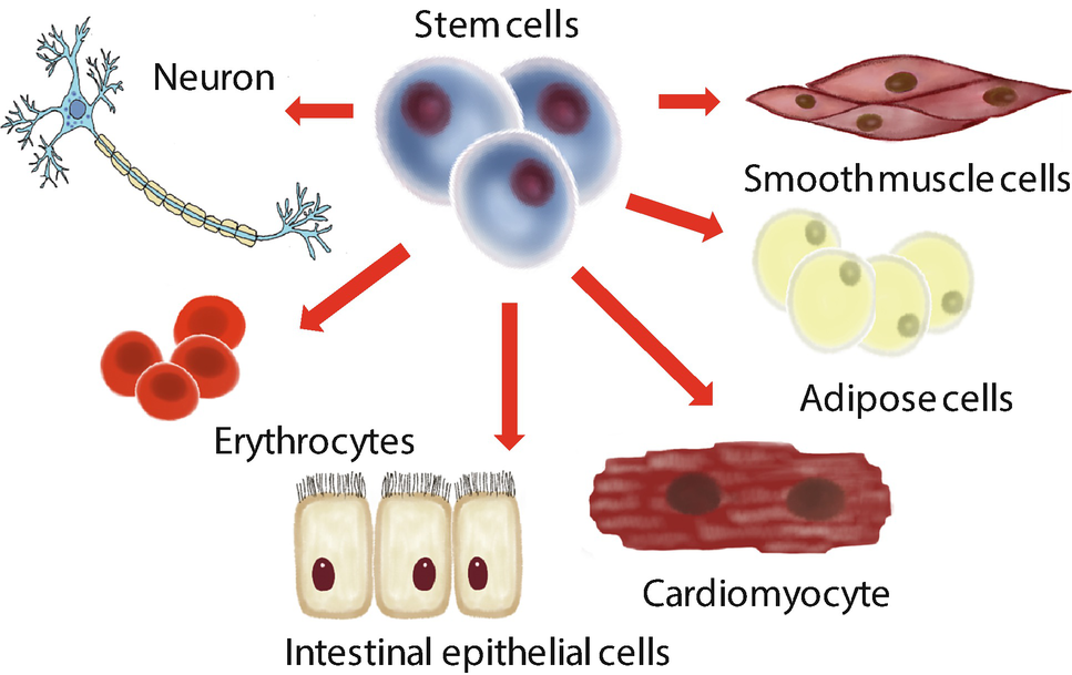 Stem Cells And The Basics Of Immunology | Springerlink Stem Cells And The Basics Of Immunology | Springerlink