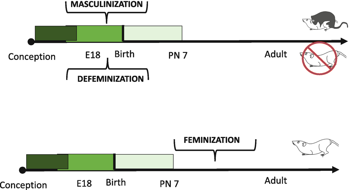 Origins Of Sex Differentiation Of Brain And Behavior Springerlink