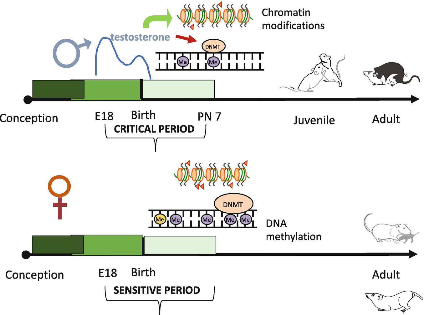 Origins Of Sex Differentiation Of Brain And Behavior Springerlink