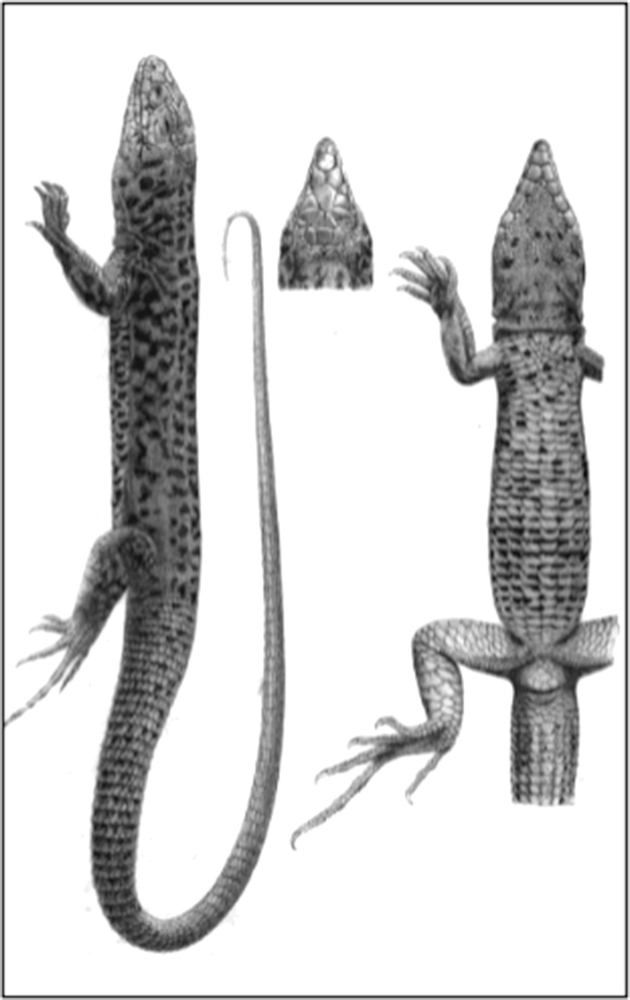 Amphibians And Reptiles Of Antelope Island Great Salt Lake Utah Springerlink