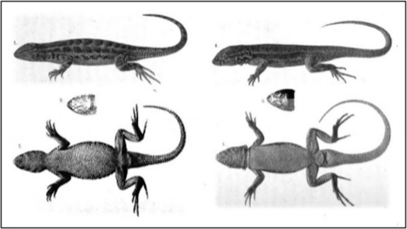 why are reptiles not dependent on water like amphibians