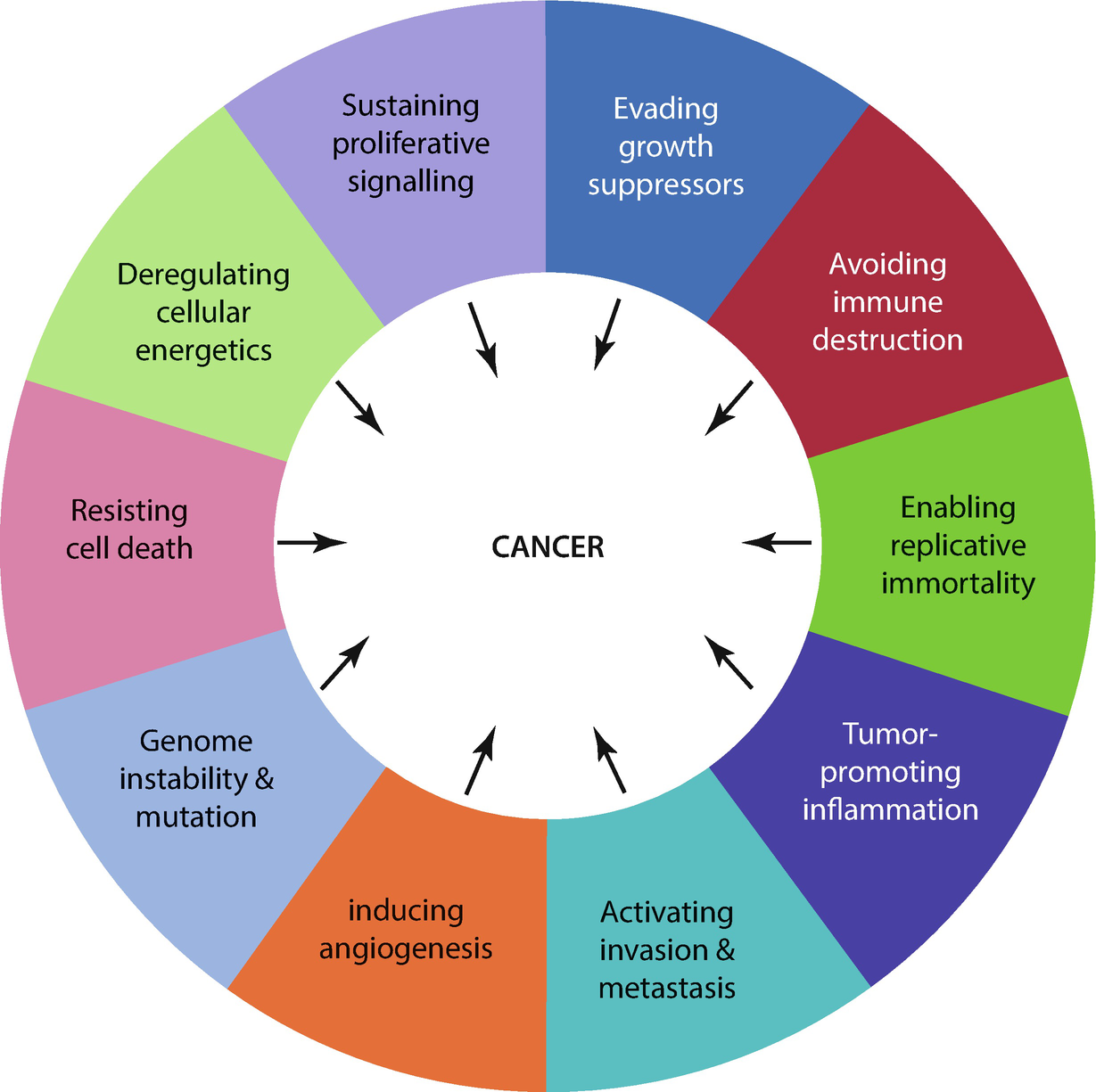 Understanding The Hallmark Characteristics Of Cancer Springerlink Understanding The Hallmark Characteristics Of Cancer Springerlink