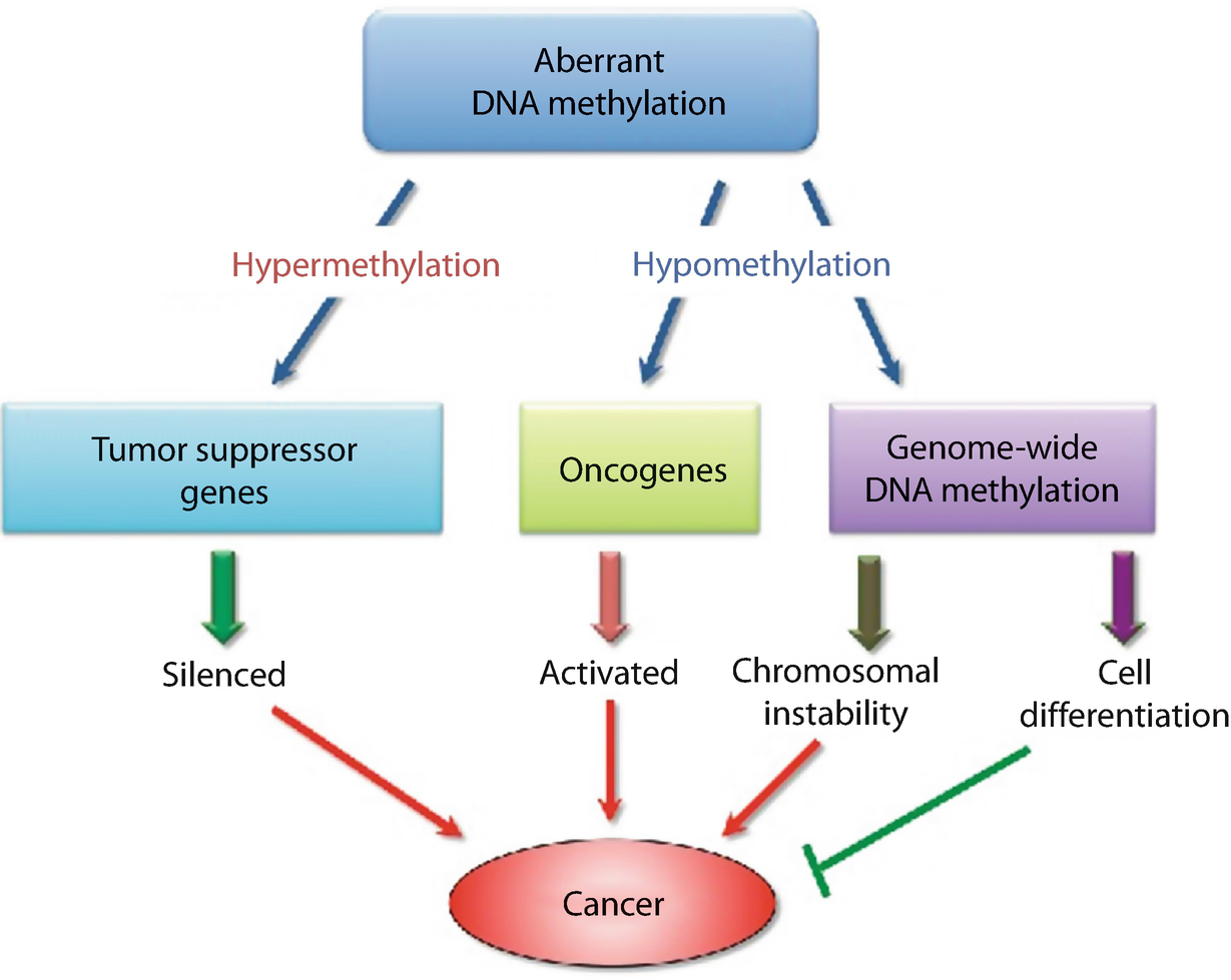 Understanding The Hallmark Characteristics Of Cancer Springerlink