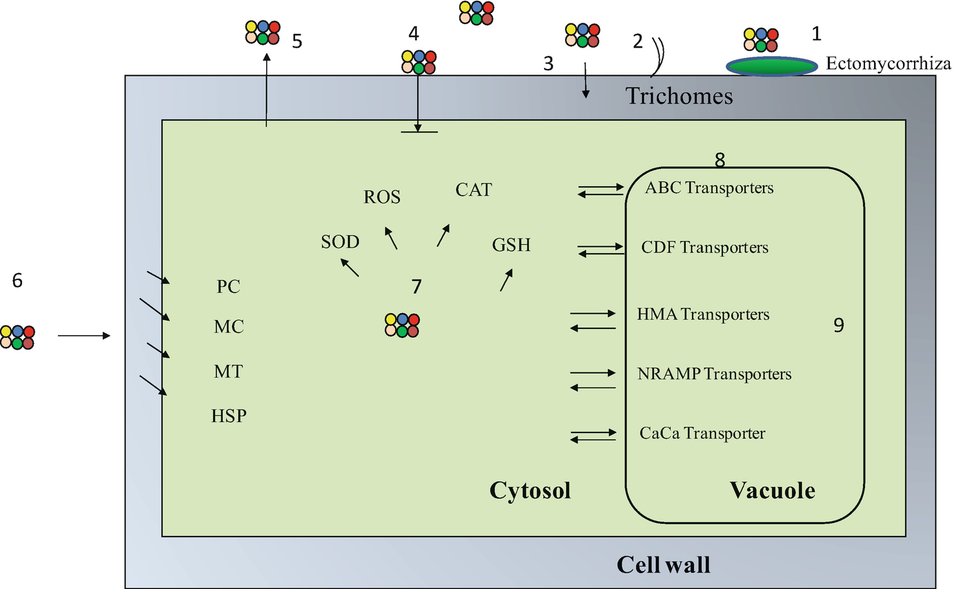 Effect Of Heavy Metals On Plant Growth An Overview