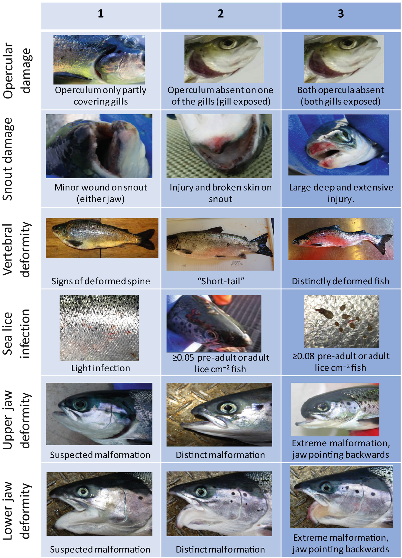 Assessing Fish Welfare In Aquaculture | SpringerLink Assessing Fish Welfare In Aquaculture | SpringerLink