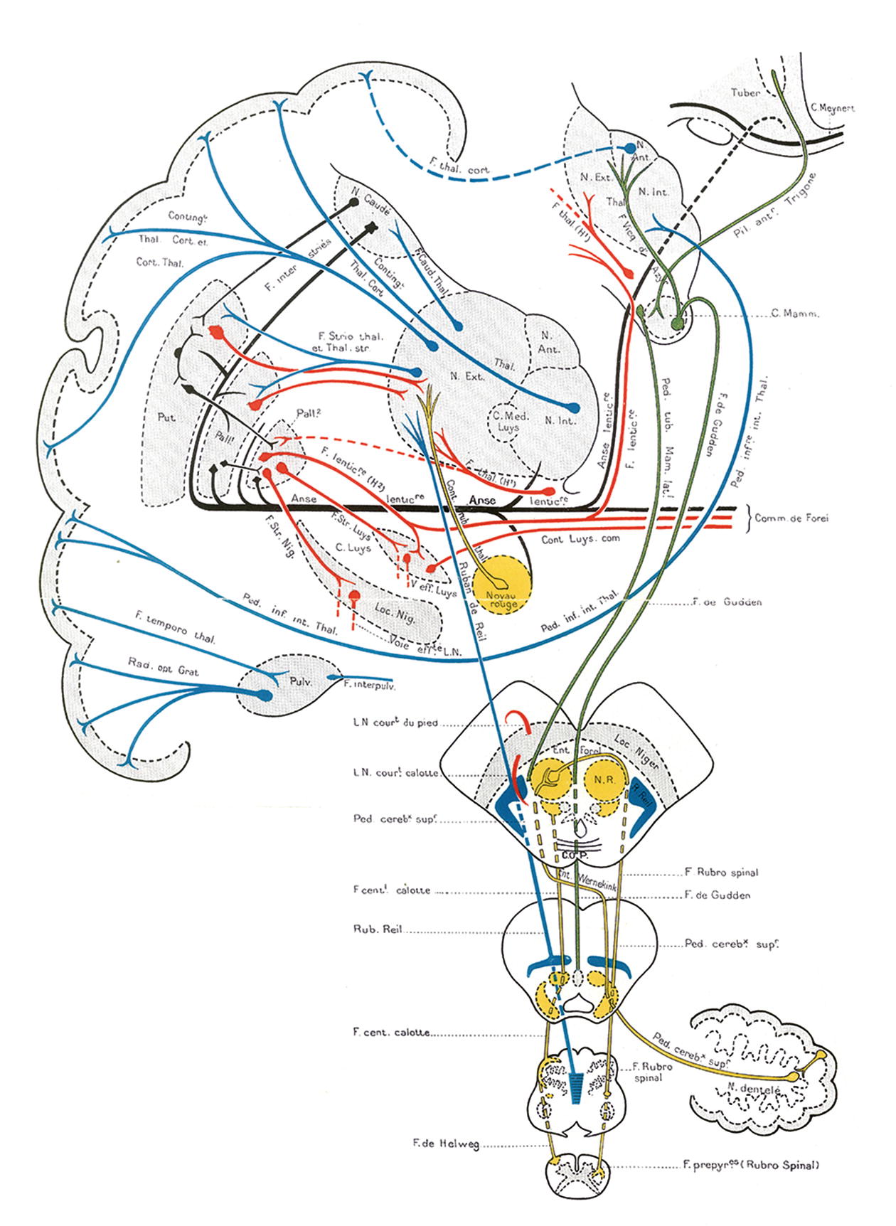 position diagram kön