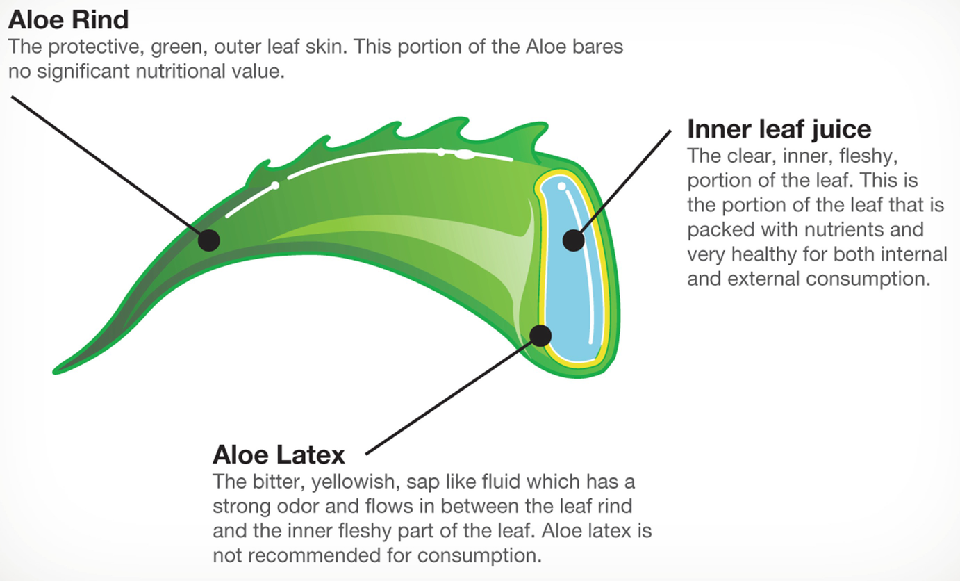 Внутреннее строение листа алоэ. Строение листа алоэ. Строение прьега алоэ вера. Алоэ древовидное строение. Внутреннее строение алоэ.