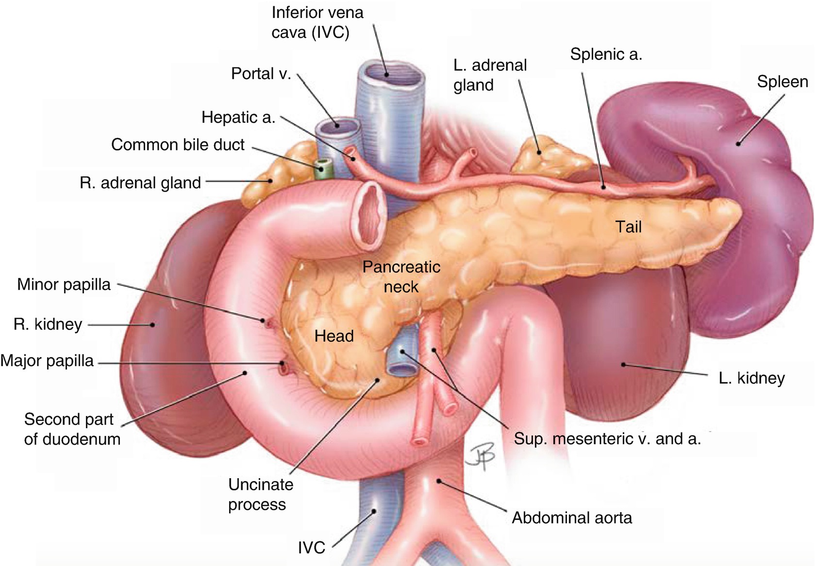 Anatomy Of The Pancreas Springerlink