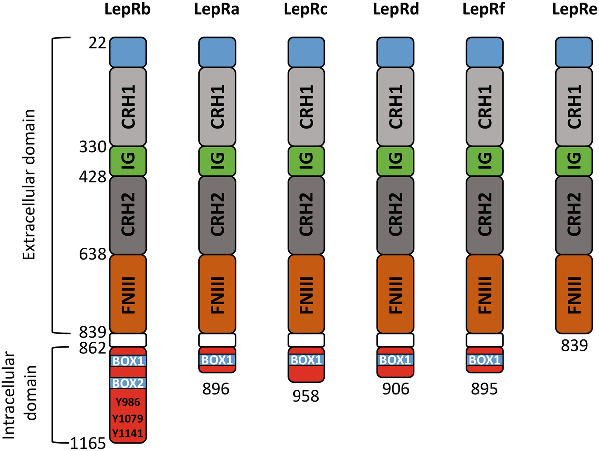 Leptin In Tumor Microenvironment Springerlink