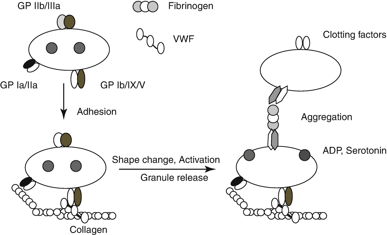 Physiological Haemostasis Springerlink