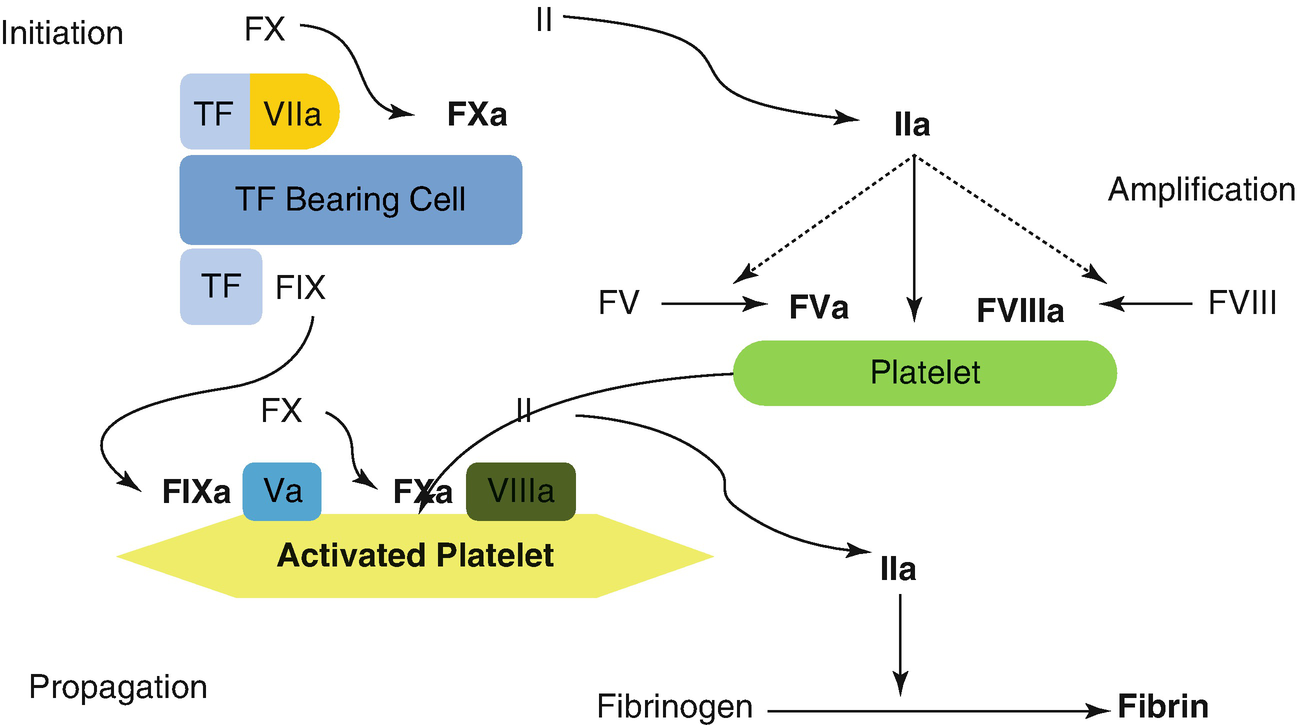 Physiological Haemostasis Springerlink