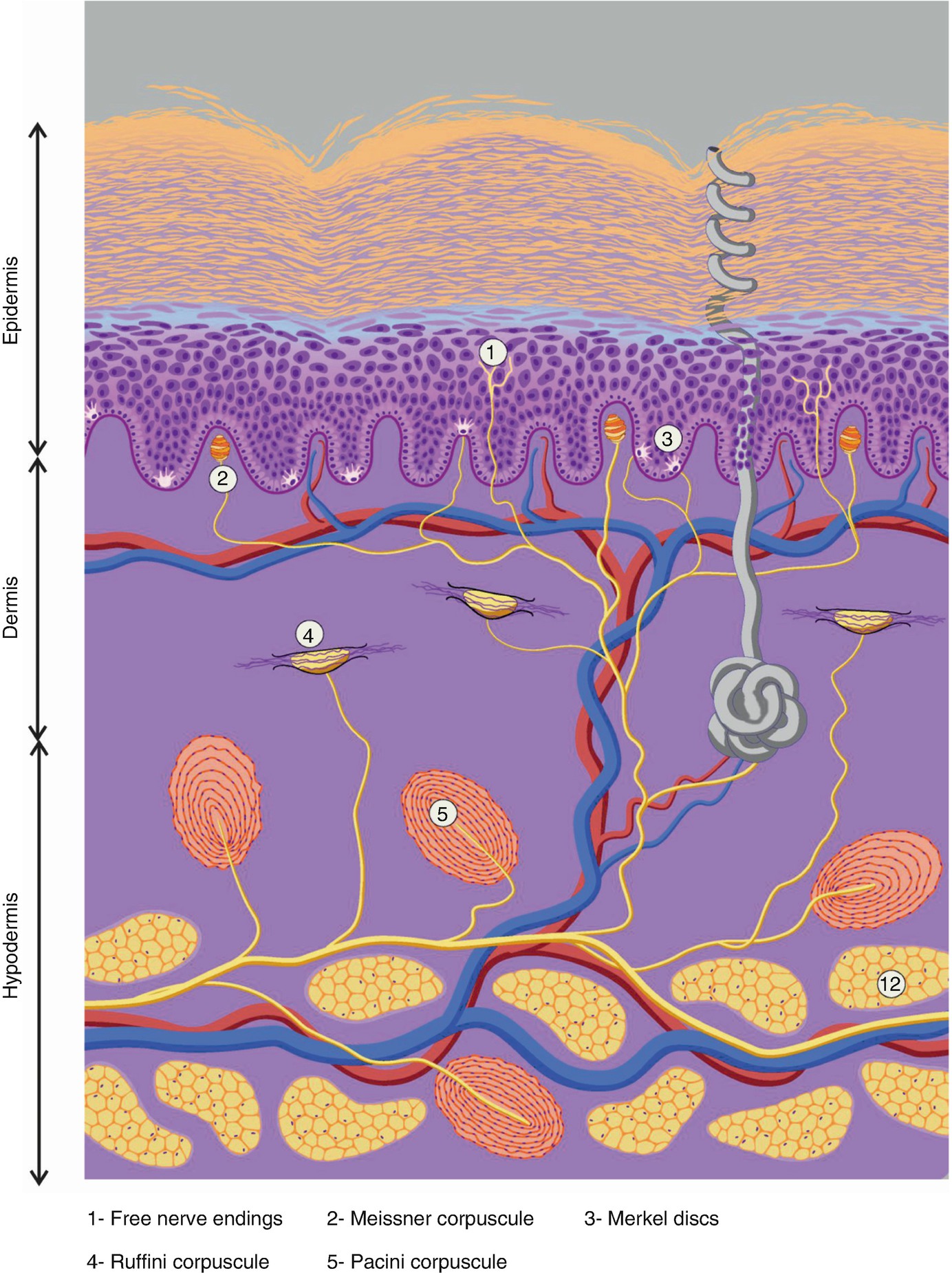 Merkel Disc Structure Merkel Cell Wikipedia Medical Definition Of Merkel Cell