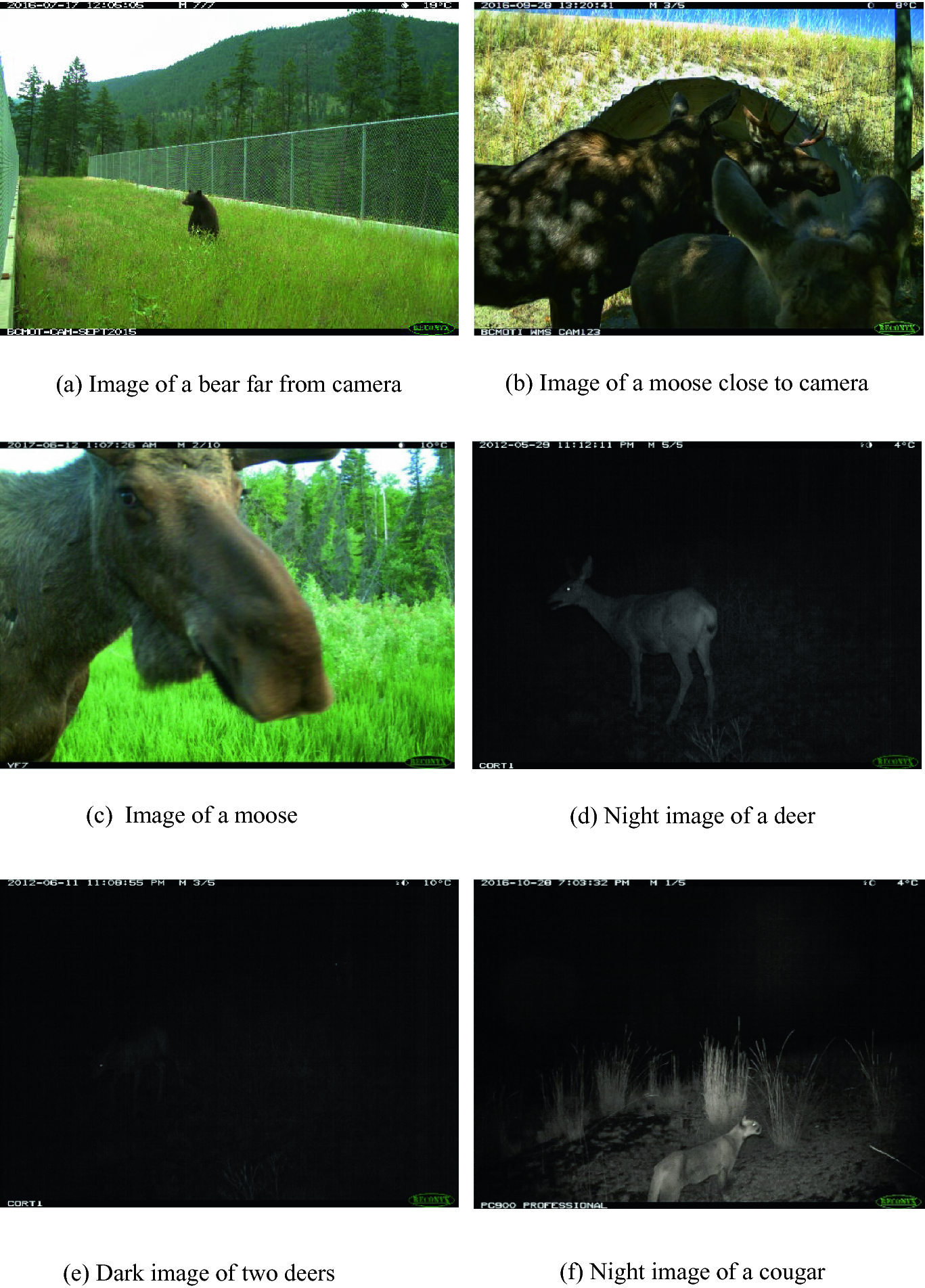 Animal Species Recognition Using Deep Learning Springerlink