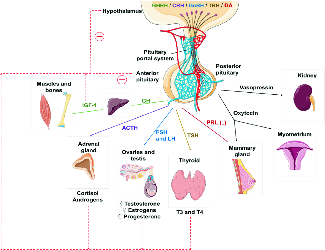 Cell Signalling Within Pituitary The Master Gland Of The Endocrine System Springerlink