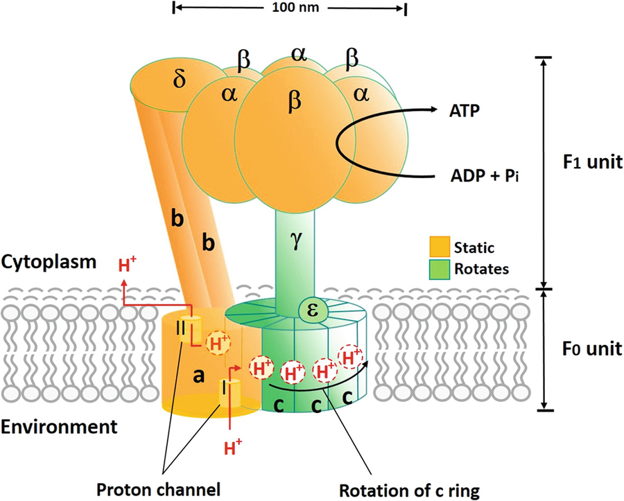 Atp Synthase Energy Generating Machinery In Cells Springerlink