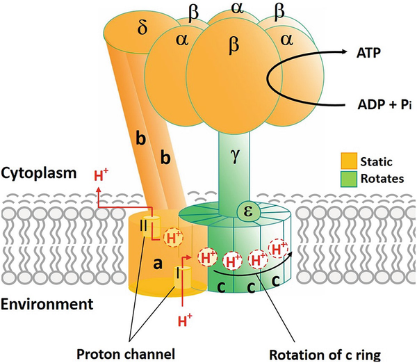 Atp Synthase Energy Generating Machinery In Cells Springerlink