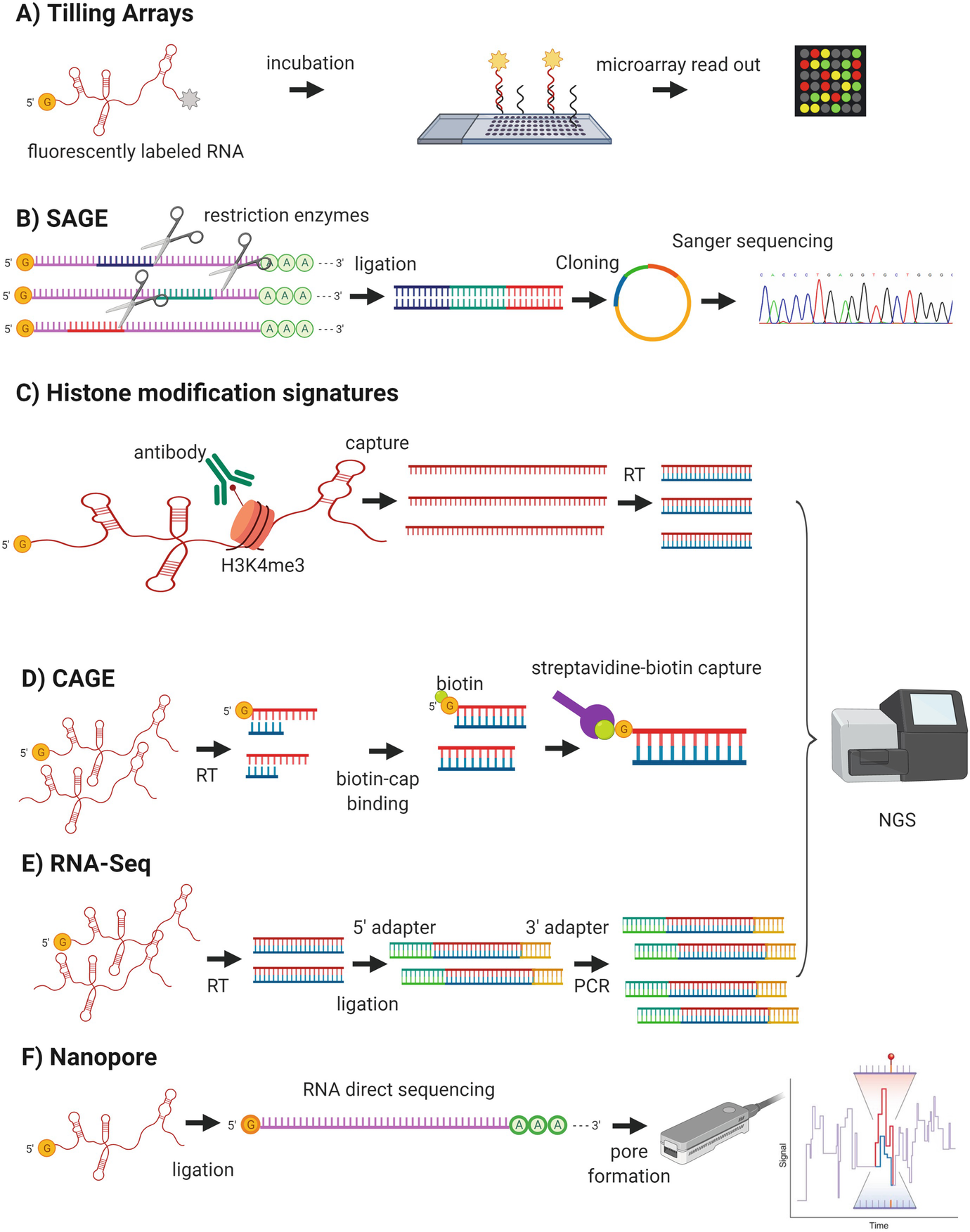 Long Non Coding Rnas Diversity In Form And Function From Microbes To Humans Springerlink