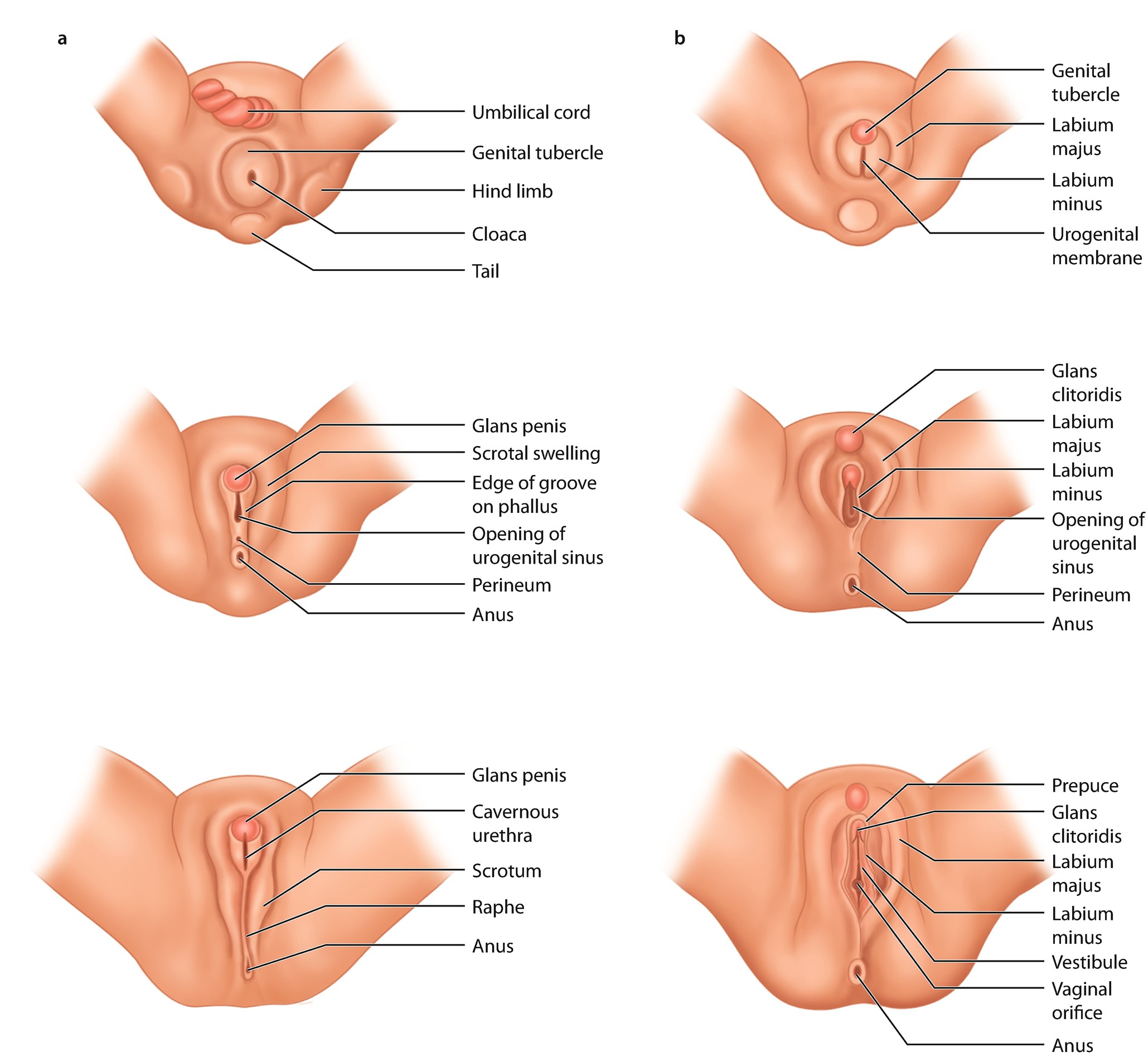 Genital Scars | SpringerLink