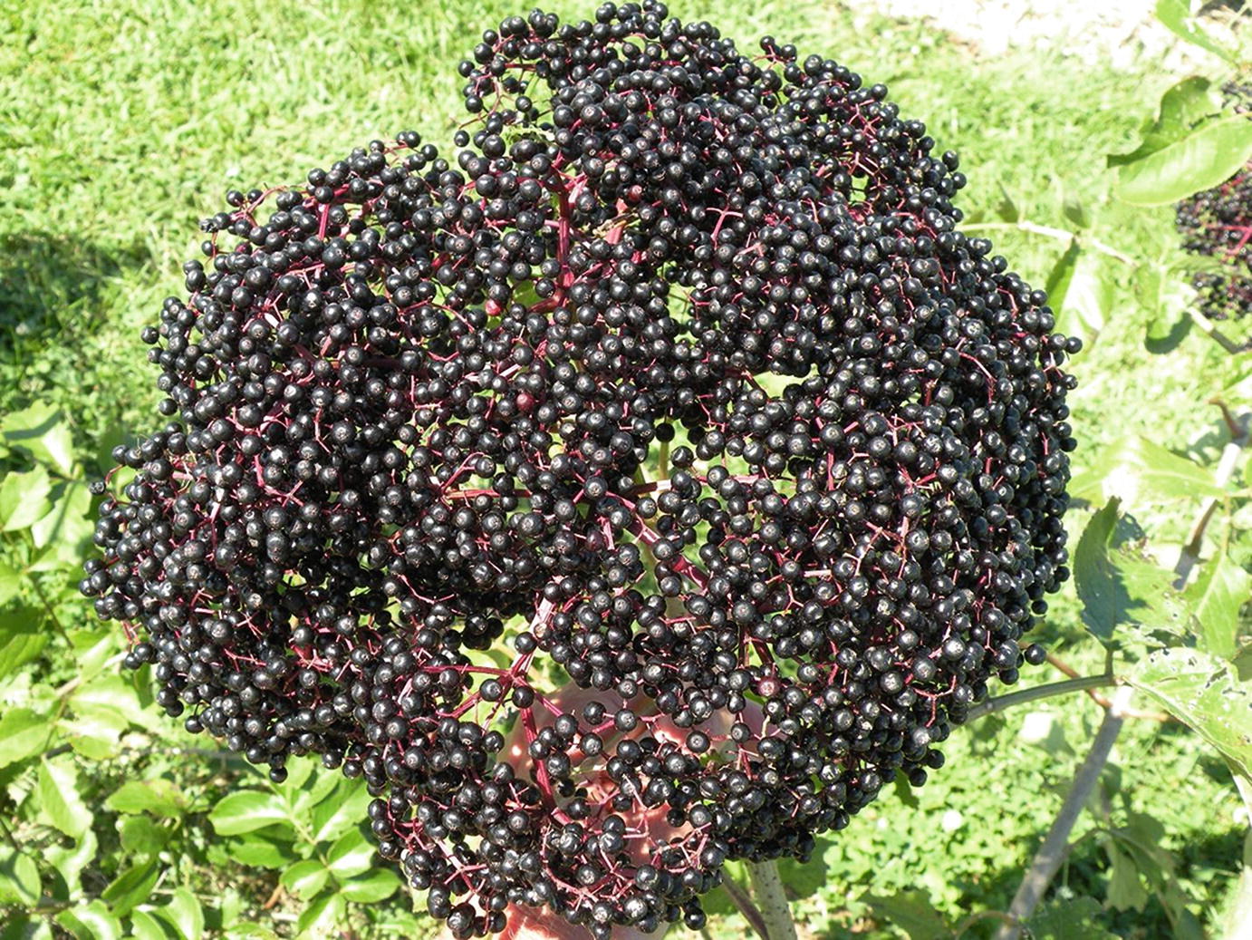 Medicinal Attributes Of American Elderberry Springerlink