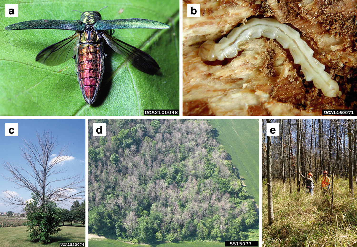 Impacts Of Invasive Species In Terrestrial And Aquatic Systems In The United States Springerlink