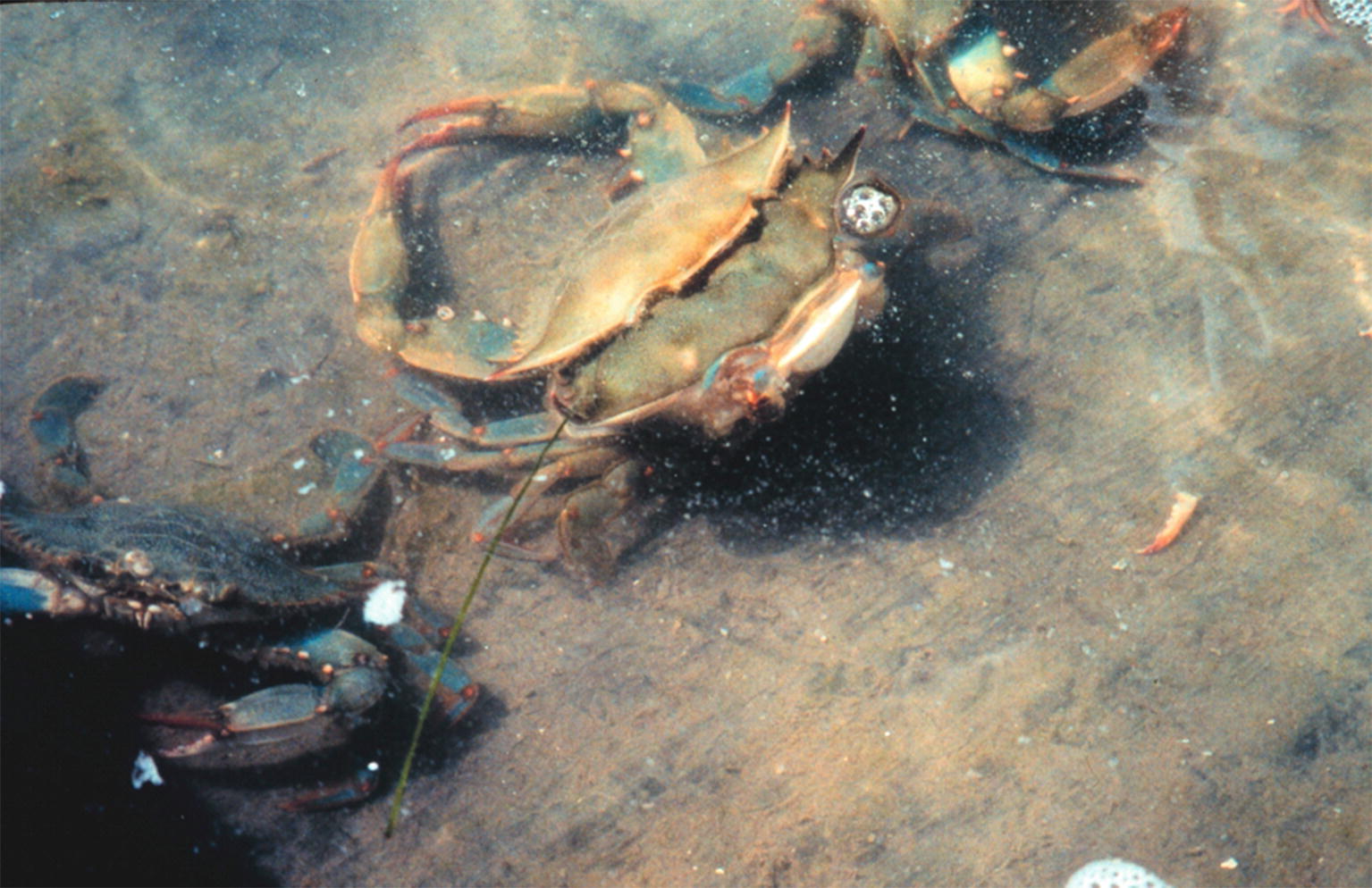 blue crab attractant