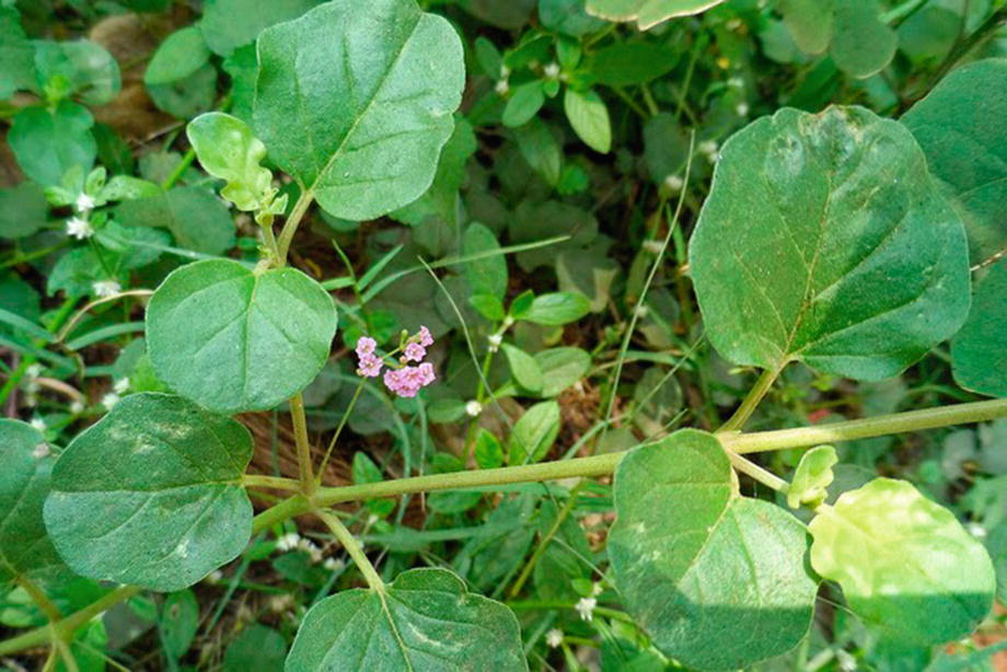 Boerhavia diffusa L. N yctaginaceae | SpringerLink