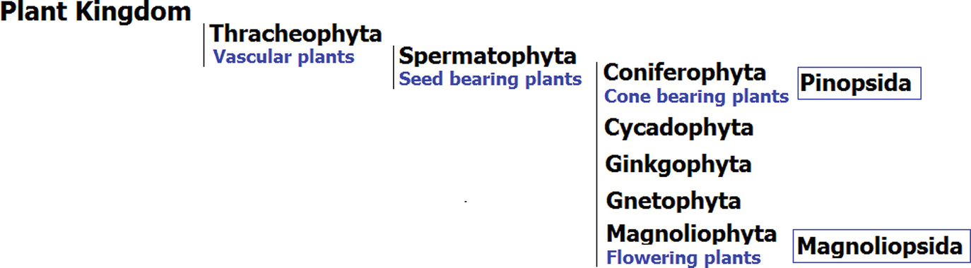 Wood Anatomy Chemistry And Physical Properties Springerlink