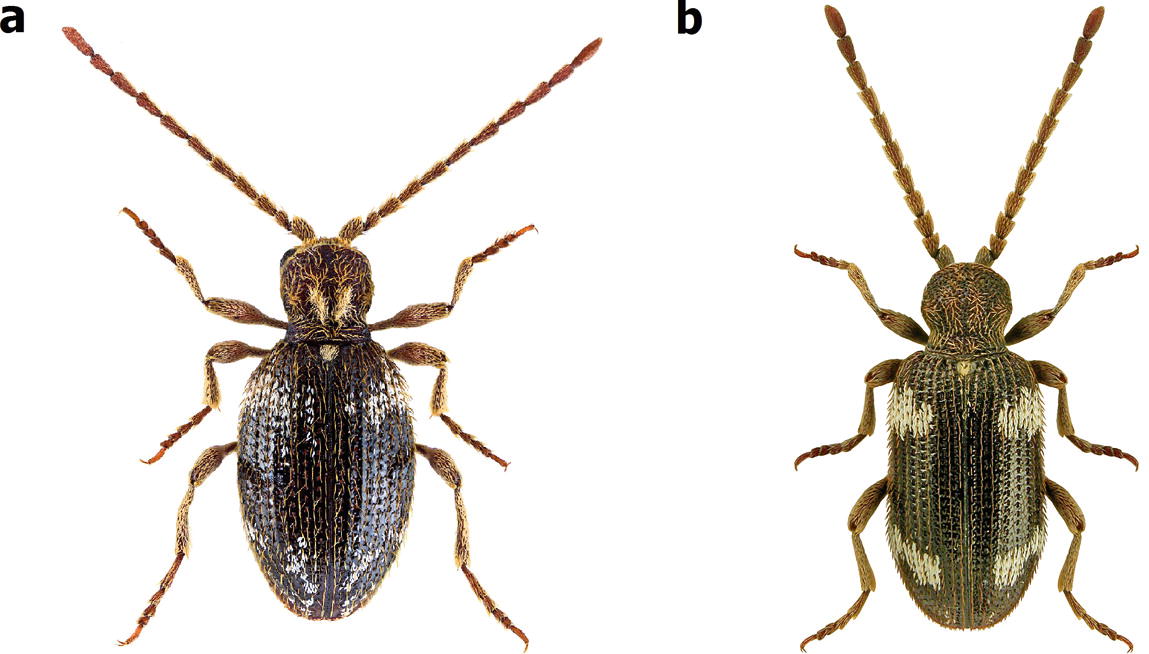 Wood Deterioration By Insects Springerlink