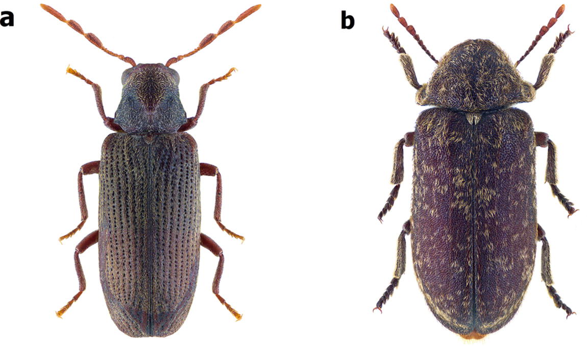Wood Deterioration By Insects Springerlink