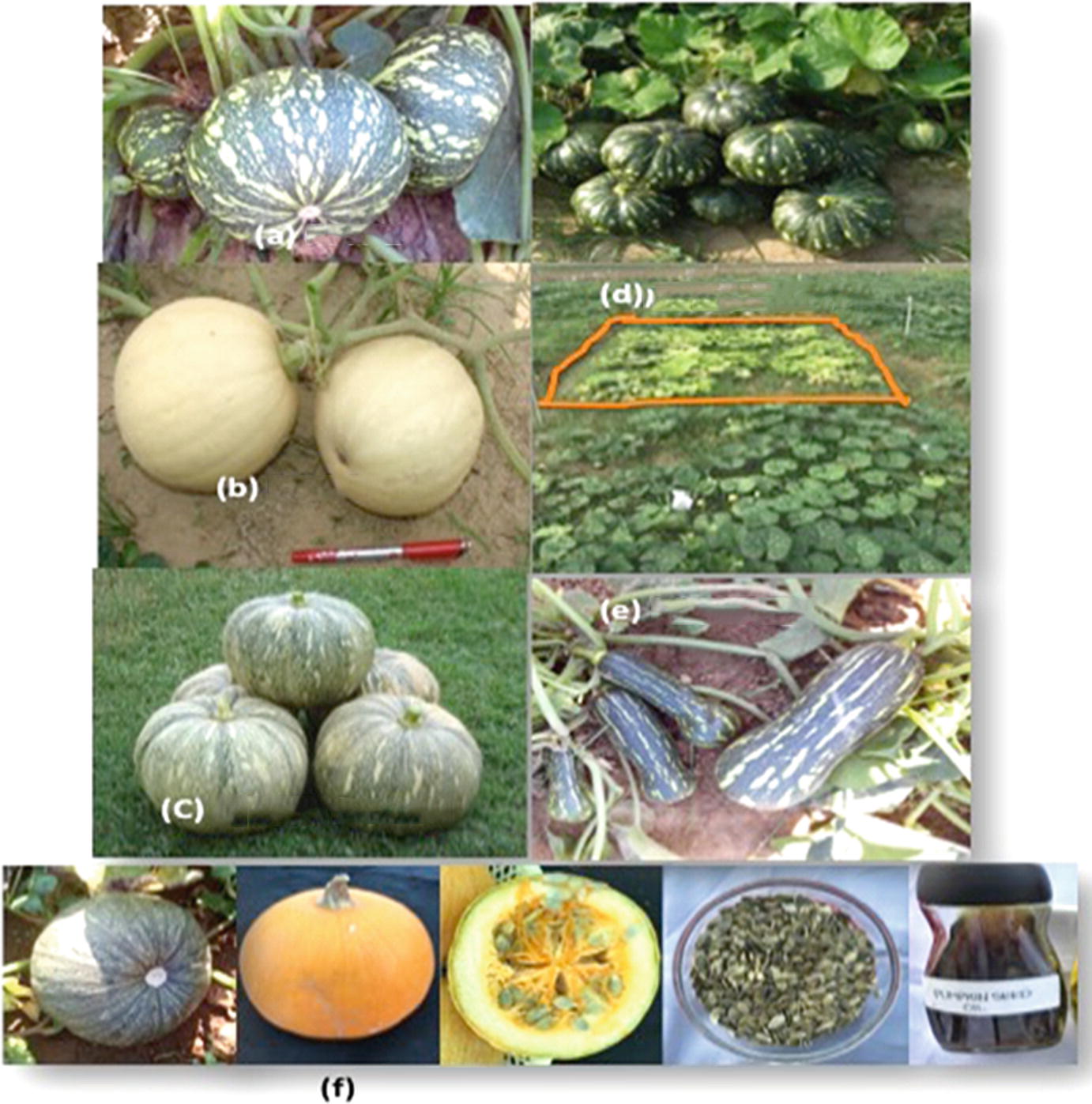 Pumpkin Seed 8 Seeds Cucurbita Multi Fin Melon Vegetable Garden Seeds Hot B004 